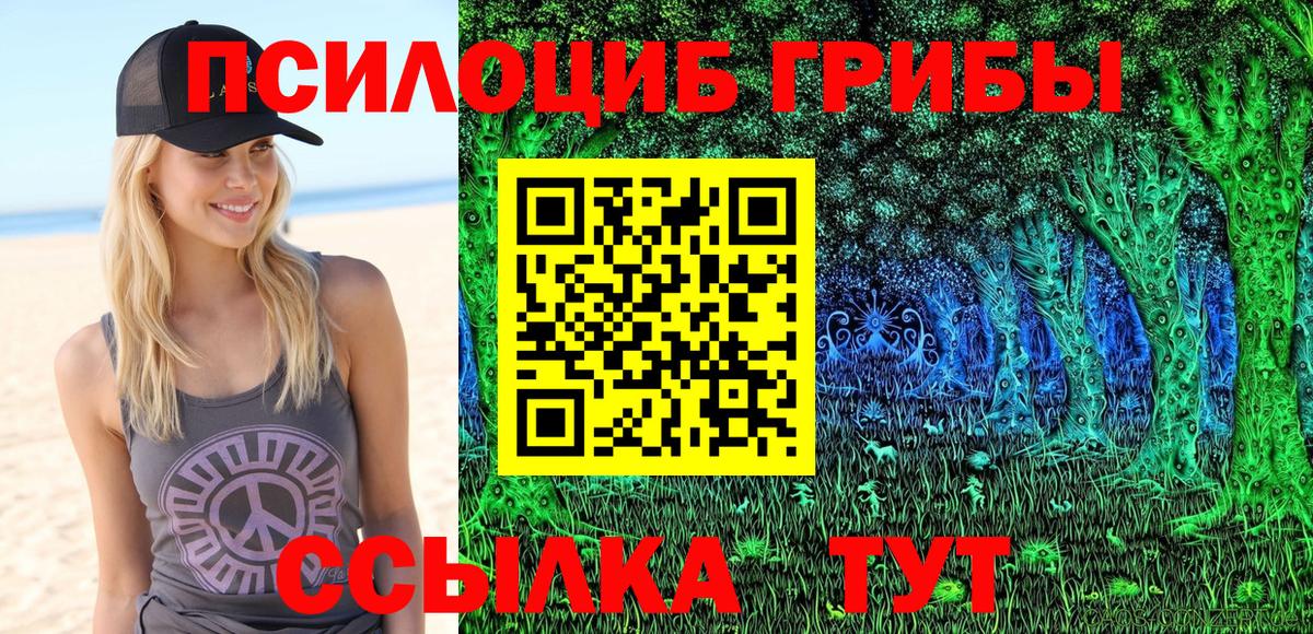 наркота  Назрань  Псилоцибиновые грибы Cubensis 